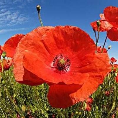 乐鱼游戏app在线登录手机app下载截图